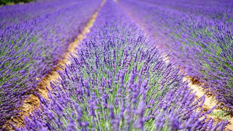 Quels sont les produits authentiques de Provence ?