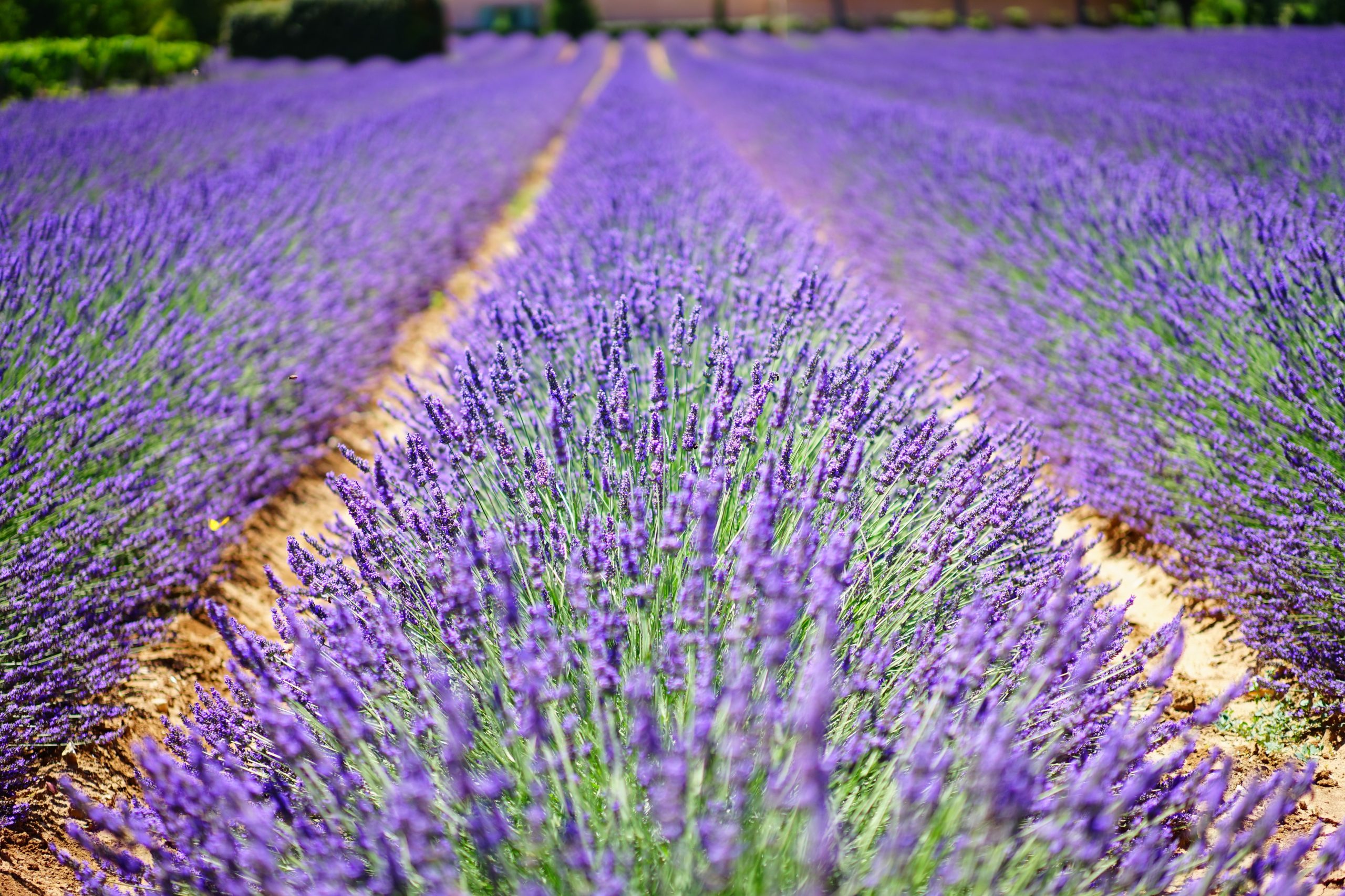 Quels sont les produits authentiques de Provence ?